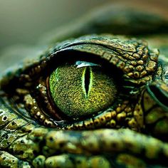 the eye of an alligator is reflected in it's green, shiny eyeshadow