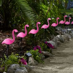 pink flamingos are lined up in the garden