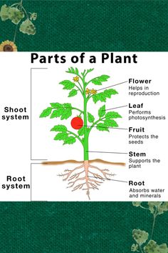 the parts of a plant labeled in their names and pictures, including roots, flowers, leaves, fruit, and stems