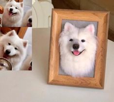 three pictures of a white dog in a wooden frame on a table next to a mirror