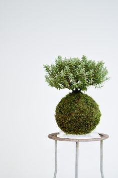 a small potted plant sitting on top of a table