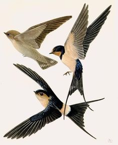 three birds flying in the air with their wings spread out and one bird has its beak open