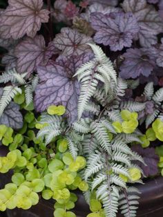 some green and purple plants in a pot