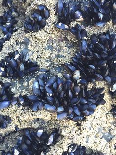 many blue mussels are on the sand