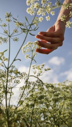 a hand reaching for some white flowers in the grass with blue sky and clouds behind it