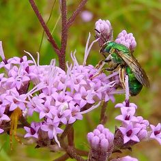 a green bug sitting on top of a purple flower