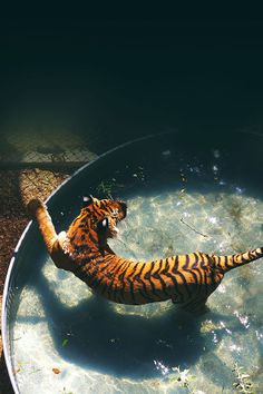 a tiger laying on top of a metal bowl in the water with its tail hanging out