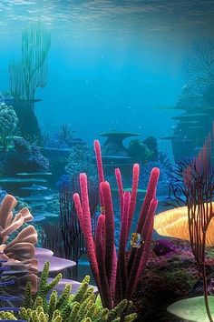 an underwater scene with corals and other marine life