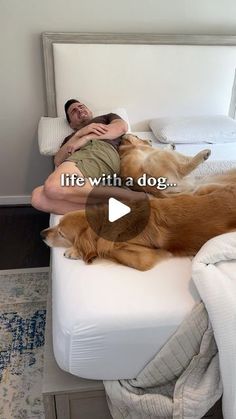 a man laying on top of a bed next to two large brown dogs in front of him