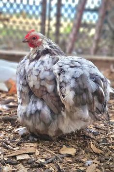 a close up of a chicken on the ground with wood chips in front of it