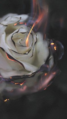 a white rose that is sitting in the middle of some water with fire coming out of it