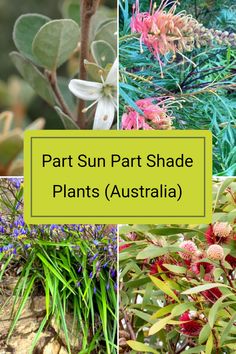 different types of plants with the words part sun part shade plants australia