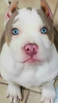 a brown and white dog with blue eyes looking up at the camera while sitting on tiled floor