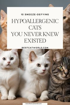 four kittens sitting next to each other with the words hypoallergenic cats you never knew excited