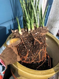 there is a potted plant with some green plants growing out of the ground in it