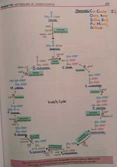 an open book showing the structure and functions of ketone's cycle, with diagrams on it