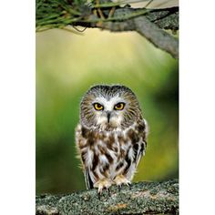 an owl sitting on top of a tree branch with yellow eyes and brown beaks