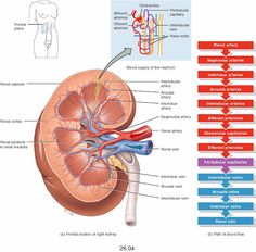 the anatomy of the human body and its major organs, including the ureteral system