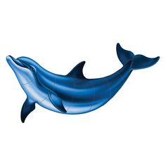 an image of a dolphin that is in the air