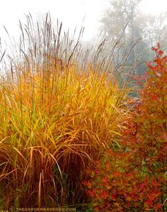 some very pretty tall grass and trees in the foggy day with red leaves on it