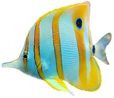 a blue and yellow striped fish on a white background