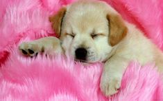 a puppy sleeping on pink fur with its eyes closed