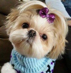 a small dog wearing a blue sweater with purple bows on it's head and looking at the camera