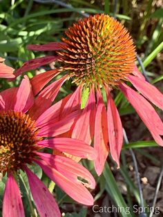 two pink flowers with yellow tips in the middle and green stems on each flower head