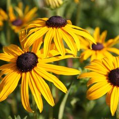 some yellow flowers are blooming in the sun