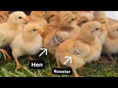 a group of chickens standing next to each other on top of green grass with an arrow pointing towards them