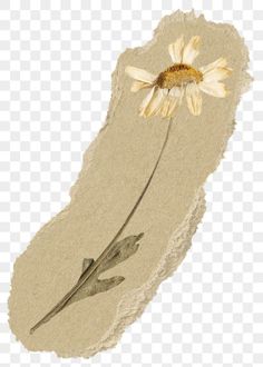 a flower that is sitting on top of a piece of torn paper with an arrow