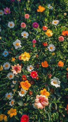 an aerial view of colorful flowers in the grass and bushes, taken from above on a sunny day