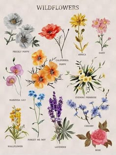 an illustration of wildflowers and their names