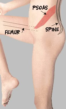 psoas1 Hip Pain Causes, Psoas Stretch, Psoas Release, Yoga Anatomy, Pelvic Tilt, Psoas Muscle, Muscles In Your Body, Hip Muscles, Sciatic Nerve