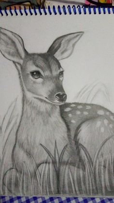 a pencil drawing of a deer sitting in the grass