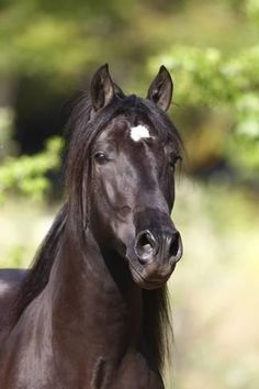 a brown horse standing next to a lush green forest