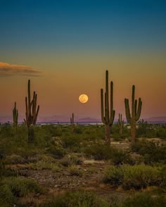 the full moon is setting behind some cactus trees