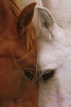 two horses that are next to each other near one another with their heads touching the other's foreheads