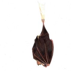 a bat is hanging upside down on the ground with it's wings spread out