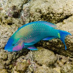 a blue and green fish laying on some rocks