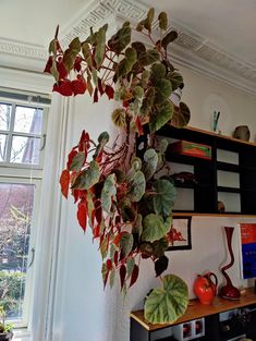 a potted plant hanging from the side of a wall next to a book shelf