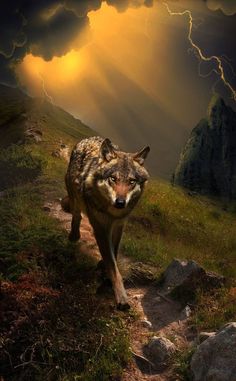 a wolf is walking down a path in the mountains under a cloudy sky with lightning