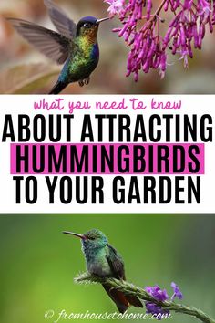 Attract Hummingbirds To Your Garden (10 Tips You Can Use In Your Yard) Hummingbird Plants, Attract Hummingbirds, Amazing Birds, Hummingbird Flowers, Garden Vines, Hummingbird Garden, How To Attract Birds, How To Attract Hummingbirds, Humming Bird Feeders