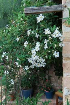 White jasmine flowers climbing in a Mediterranean garden Mediterranean Terrace, Terrace Garden Ideas, Border Ideas