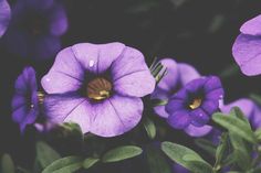 purple flowers with green leaves and water droplets on them, in the middle of dark background