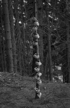 there is a very tall tree made out of donuts in the woods with no leaves on it