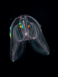 a jellyfish is glowing in the dark water