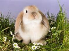 a rabbit is sitting in the grass with daisies