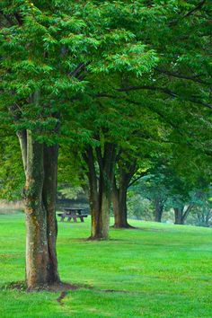 the park has many trees and benches in it, along with grass on both sides