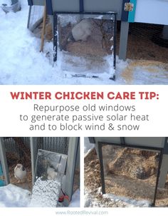 chicken winter care tips repurposed windows to create passive solar heat and to block wind & snow